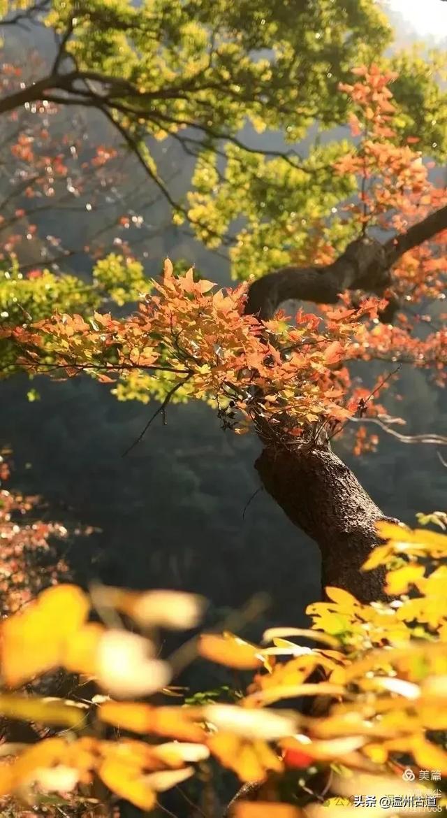 现场报道:这条离市区很近的著名红枫古道已枫情万种,徒步正当时