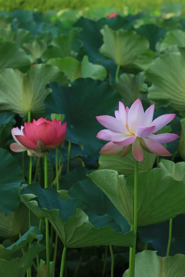 曲江池第一波荷花上新，夏日顶流等你打卡！