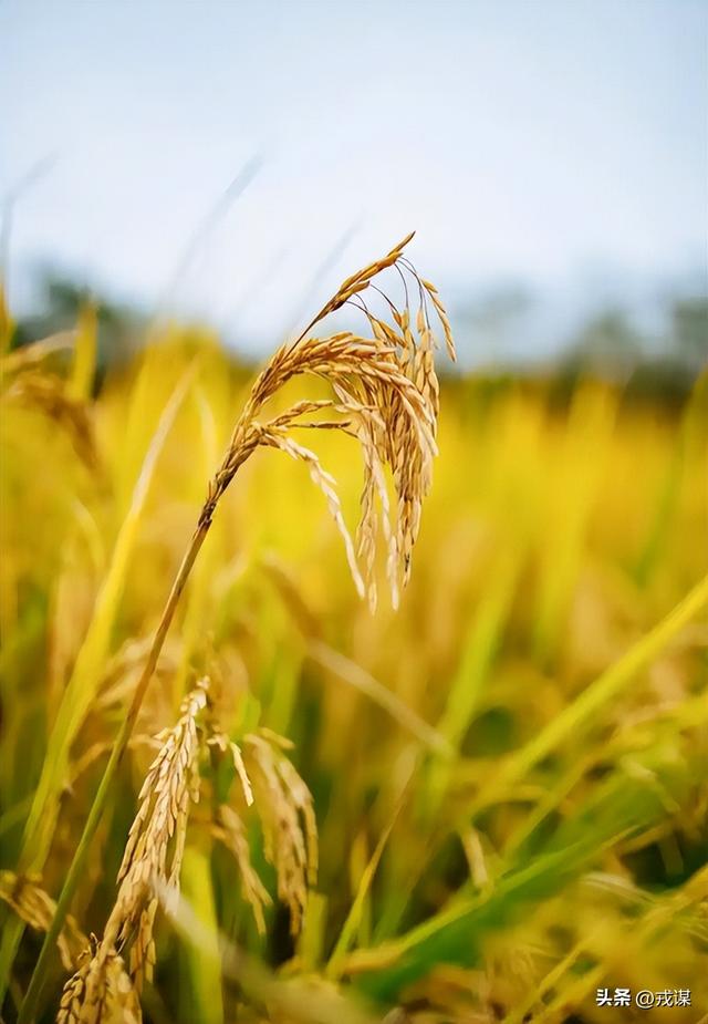 比丢导弹还危险？间谍在我国偷亲本种子，真能卡中国饭碗脖子！