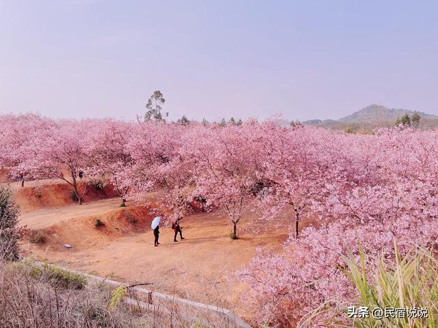 春天曼妙广东就藏爱这12个地方，赶紧去打卡吧。