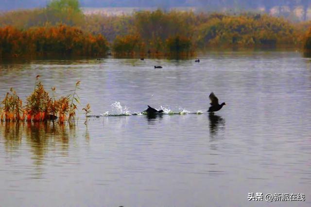 立冬已至，潍坊的秋意仍浓，这里的风景绝美