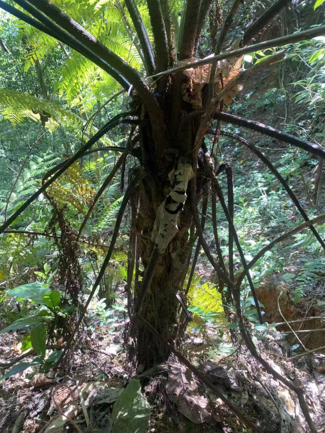 山里捡到1根蟒蛇木，丢到柴房准备烧火，姥爷说它是珍贵飞天擒罗