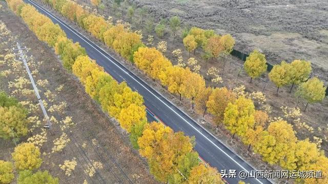 运城西高速口：银杏染金 视觉盛宴惊艳盐湖深秋