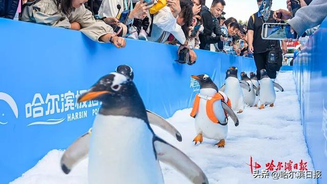 “十一”期间每日三场免费看！“淘学企鹅”国庆大巡游时间确定