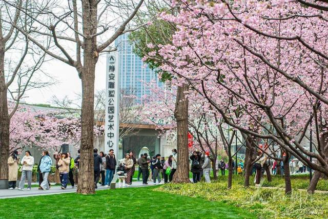 图游天下 发现上海|早樱盛开！五大宝藏赏樱点位请收好