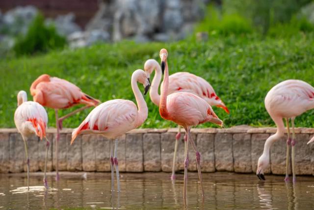 山东有自己的“疯狂动物城”!