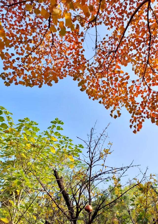 寻美薛城丨初冬最美的树！红叶似火满树红，乌桕树便是季节打翻的调色盘！