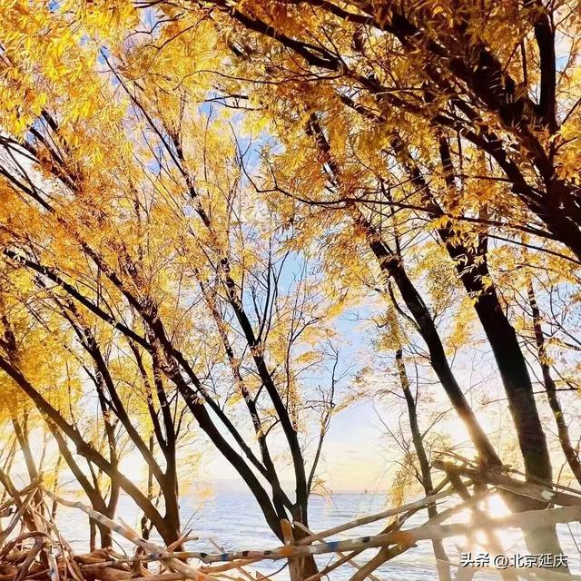 延庆的金色浪漫，就在——