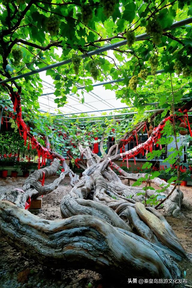 邂逅秦皇岛百年葡萄树，逛酒庄、品红酒、宿葡园，开启“藤”下慢时光！