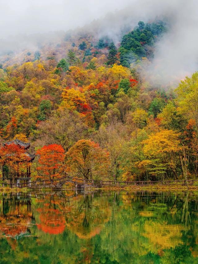 喇叭河红叶巅峰期打卡攻略，彩林秘境+野生萌兽，秋假带娃研学首选！