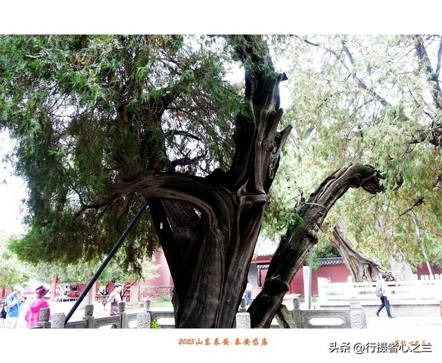 山东行游影记（307）—泰安岱庙（三）