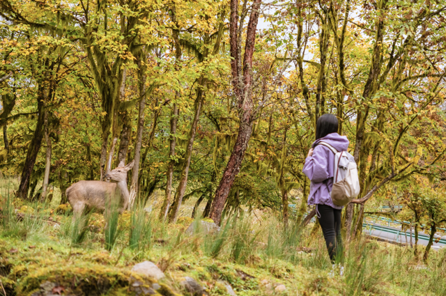 喇叭河红叶巅峰期打卡攻略，彩林秘境+野生萌兽，秋假带娃研学首选！