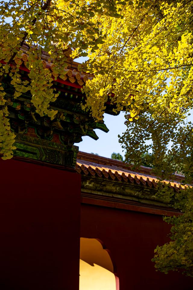 中山公园赏银杏