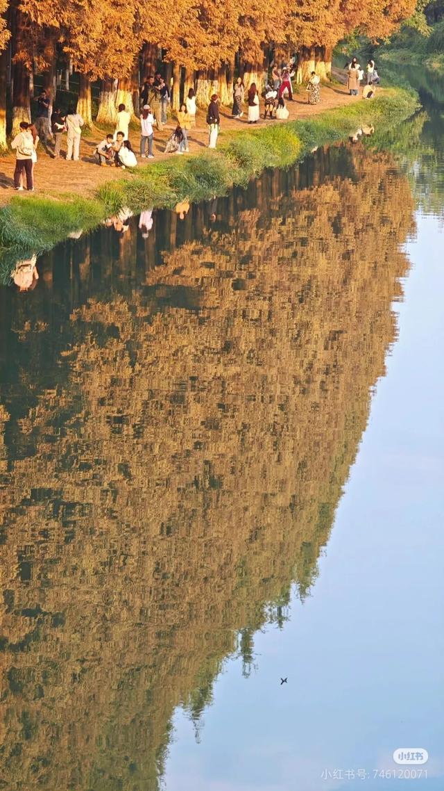 地铁直达！免费！成都20个绝美赏秋地，银杏水杉梧桐红枫限时上演！就在家门口！