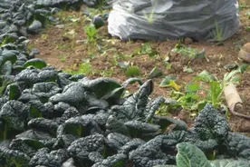 新春走基层丨江苏扬州：特色蔬菜烹出“幸福年味”图片