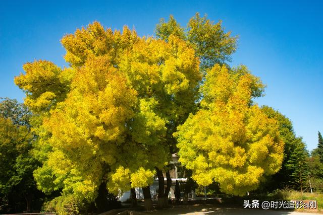 石家庄植物园的网红树，秋日里的鎏金童话