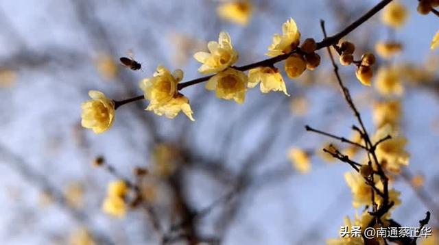 南通冬日“顶流”回归！