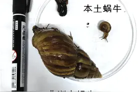 有人摸了后持续高烧！雨后看见它，千万别碰→图片