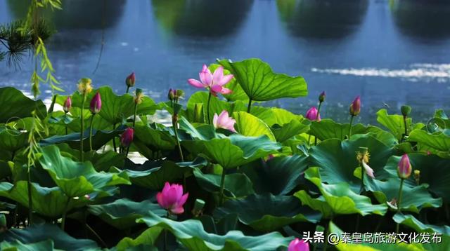 不负好时光！在秦皇岛做完这12件小事，这个夏天才算完美~