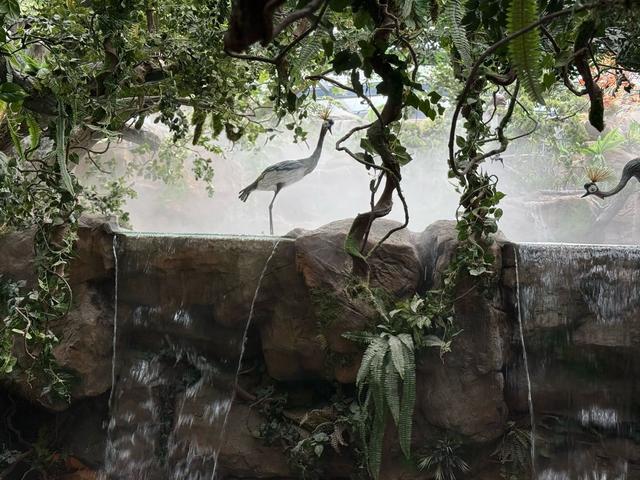 全国首个！成都熊猫海洋公园3月18日试营业