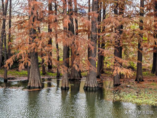 涢水湿地迷人红杉林 冬日画卷中的生态诗篇