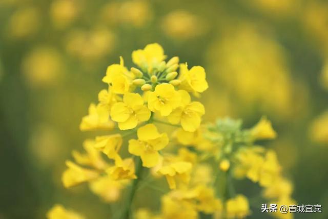 美如画！宜宾一地900亩油菜花开了