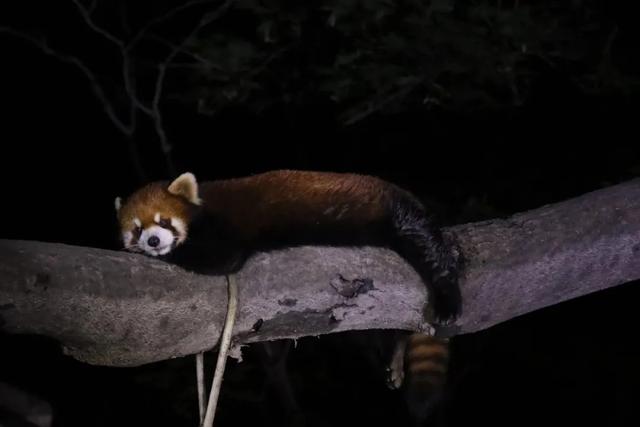 日落后出发,上海夜生活上新→