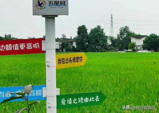 成都周边稻海秘境，超级惊艳，被严重低估，地铁公交车可直达！