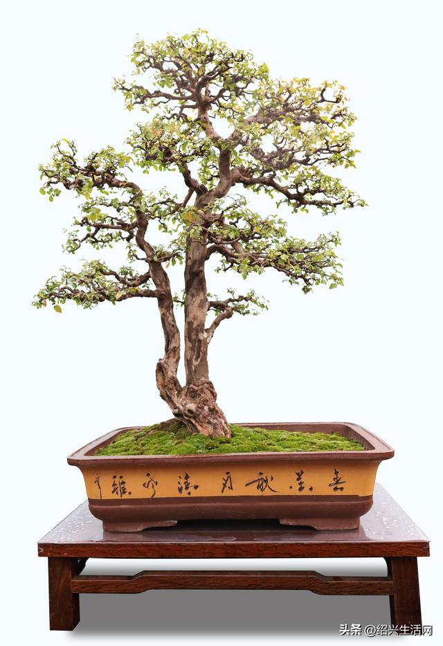 2025绍兴盆景艺术展10月亮相嵊州！邀您共赴一场视觉盛宴