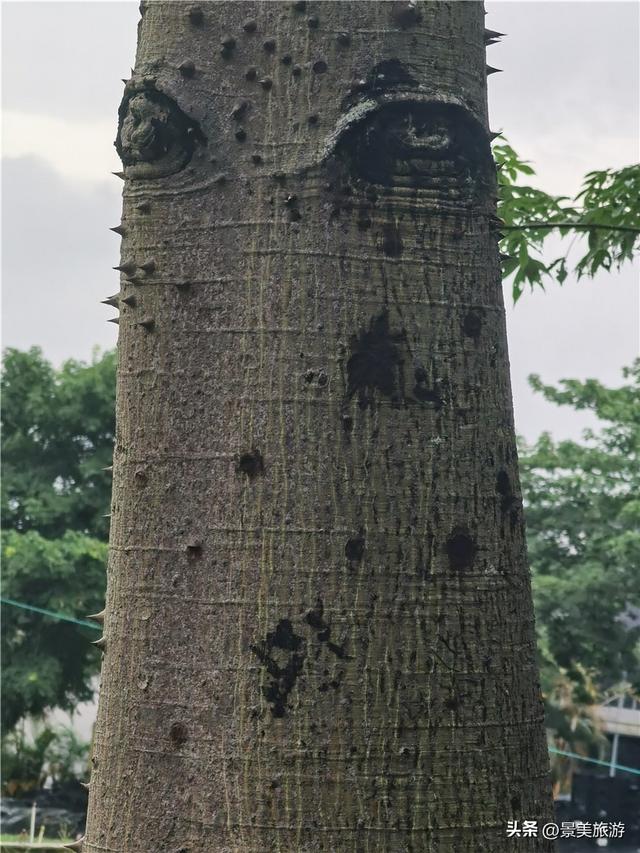 树妖树怪的传说是真的吗？佛山卡玛缤纷花世界的木棉树成精了