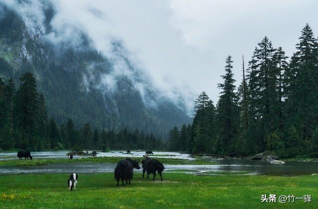 西藏嘎朗湿地：藏东南的隐秘莲花
