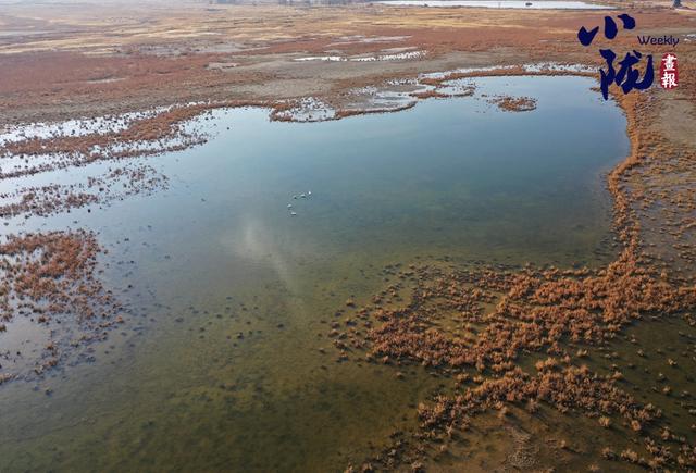 【小陇画报·468期】酒泉：金镶碧嵌的湿地画卷