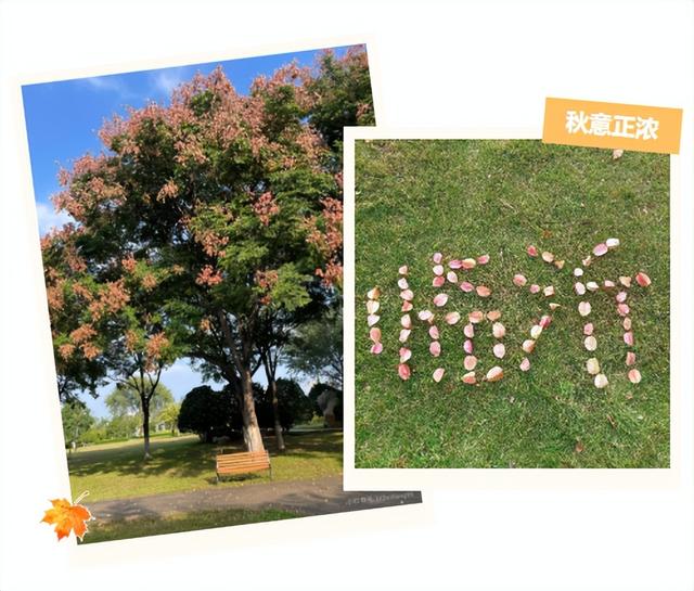 临沂市区赏秋地图出炉！红枫、银杏、落叶道…承包你的秋日朋友圈