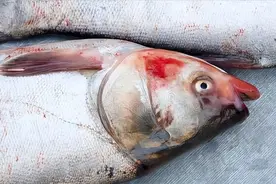 4种鱼已被列入“致癌名单”，吃多了会致癌，可信吗？告诉你真相图片