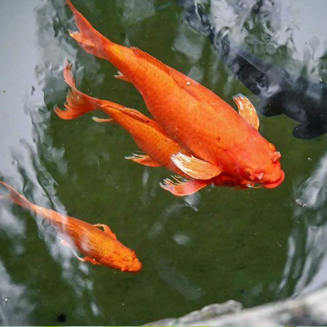 月牙泉“醒”了！济南泉水迎来最佳观赏期！