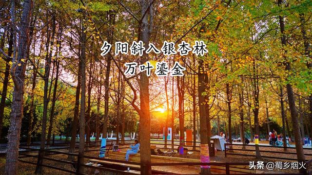 带你走进成都沐光森林，银杏的童话世界，金色的梦境