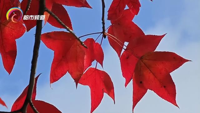 红了！昆明这里迎来枫叶最佳观赏期！季节限定打卡仅剩两周，速来