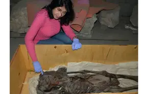 3500年前古埃及痛苦死亡的尖叫木乃伊图片