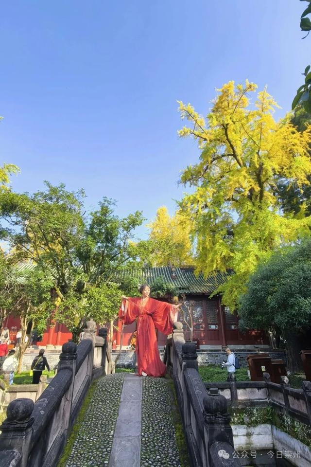 速来→崇州正上演初冬金色浪漫大片！