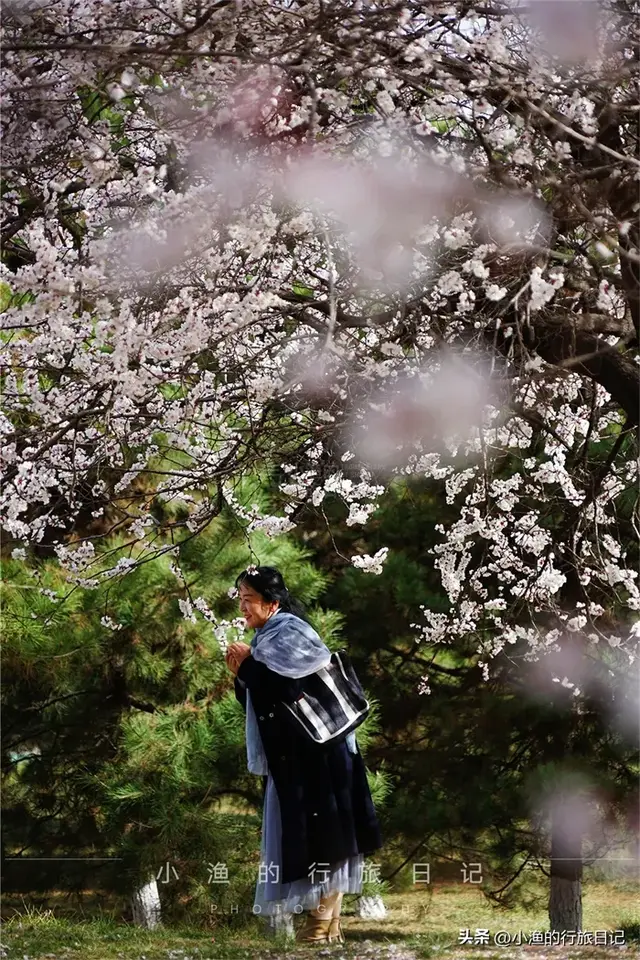 杏花开了！西安地铁直达的免费花海，巨巨巨出片，快去拍！