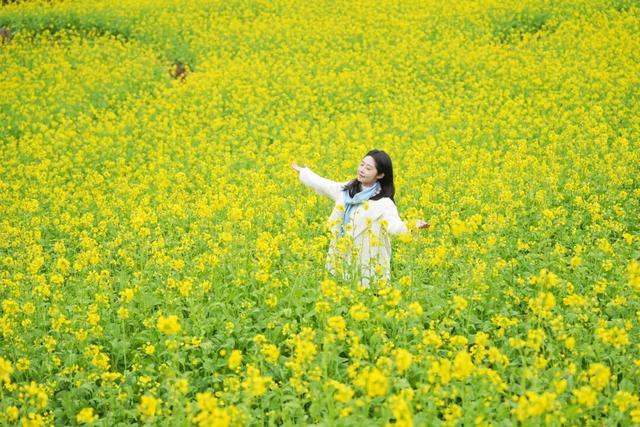 屏山中都万亩花海焕新颜 静待八方游客来