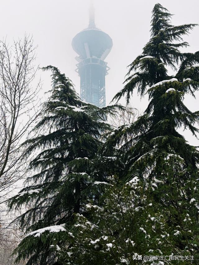 雪落枝头 邂逅石家庄公园罕见春景