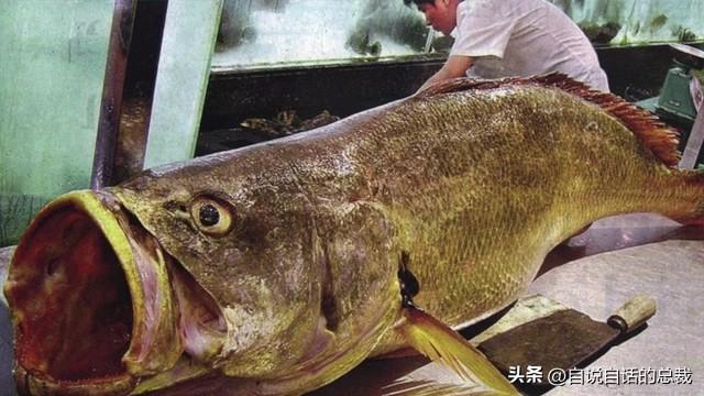 花胶能熬没了吗 2026年花胶能熬没了吗图片