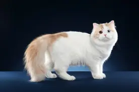 世界最漂亮的十种猫图片
