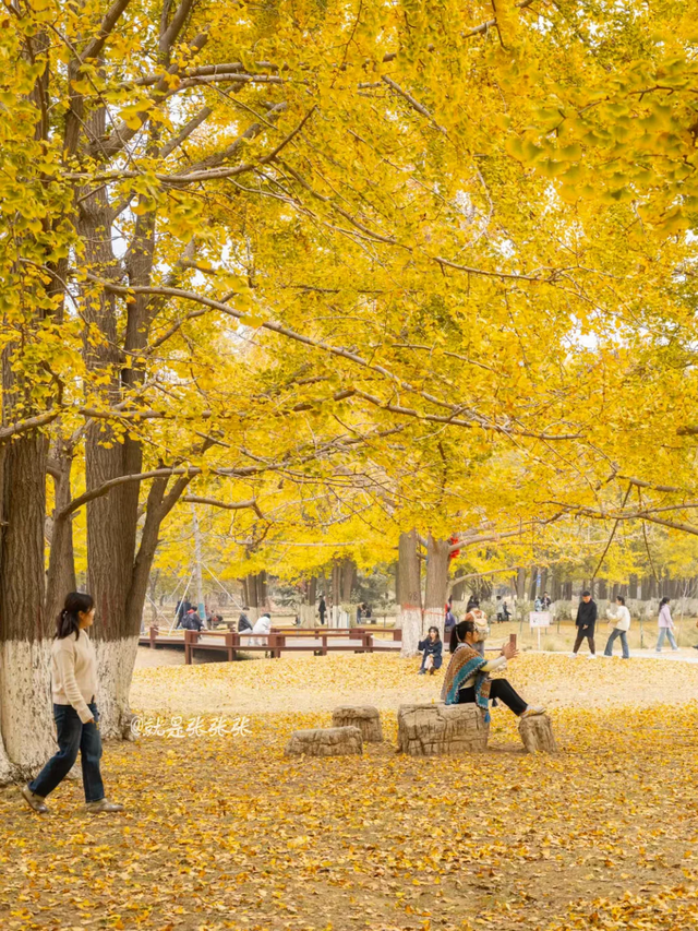 最适合拍银杏的地方！ 临沂十个0元打卡点，抓住今年最后的金色风暴！