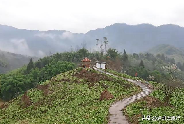 成都真正的“小林芝”盛景，被严重低估，漫山梅花，美到震撼！