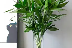 富贵竹买回家，记住“剪、少、勤、温”，猛长根，不黄叶图片