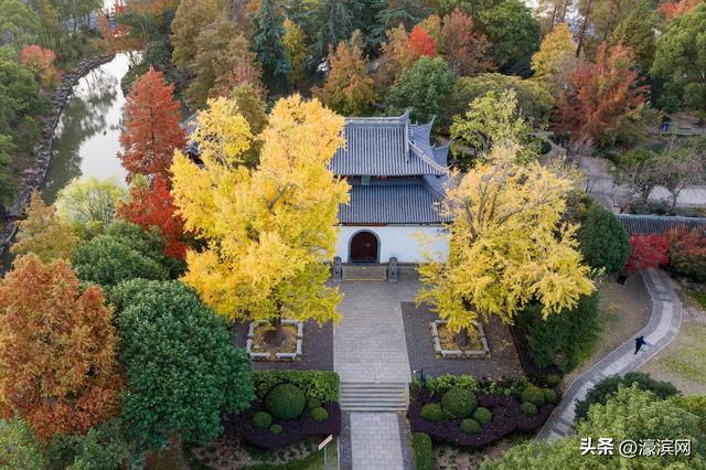 狼山景区赏秋正当时 金色银杏装点诗意山林