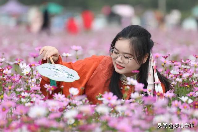 贵港这片格桑花海盛放，超出片！