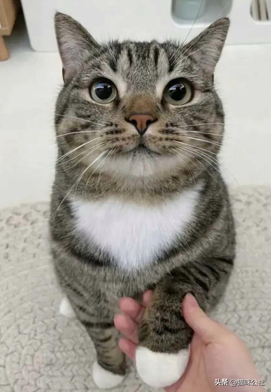 阳气十足的动物——猫咪，拥有它就如同拥有一个小太阳